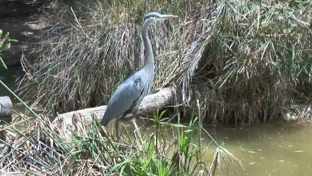 Airone blu seduto sulla costa del fiume — Video Stock