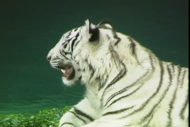 Tigre blanco salvaje en zoológico — Vídeo de stock