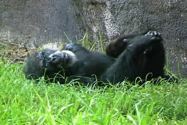 Schimpansenaffe liegt auf Gras — Stockvideo