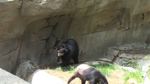 Ours noirs marchant dans le zoo — Video