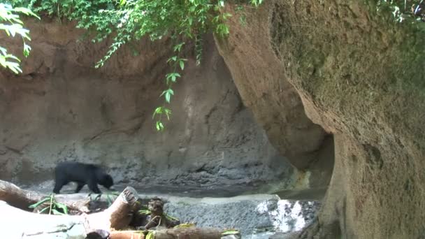 Oso Negro en zoológico — Vídeo de stock