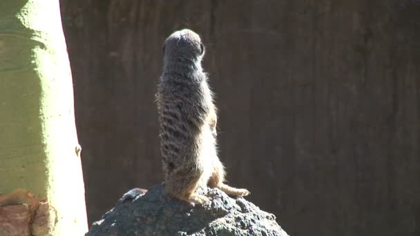 Divertido Meerkat en la roca en el zoológico — Vídeo de stock