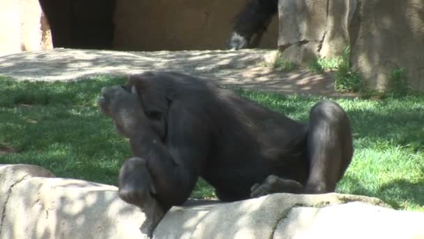 大的大猩猩猴子 — 图库视频影像