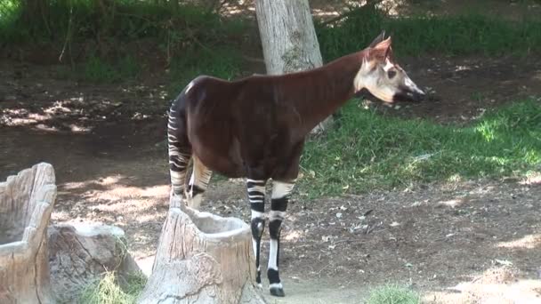 Kleine Okapi-Giraffe im Zoo — Stockvideo