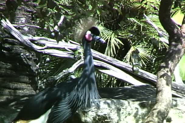 Grue des sables oiseau dans la nature — Video