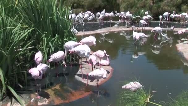 Flamencos bebiendo agua en estanque — Vídeo de stock