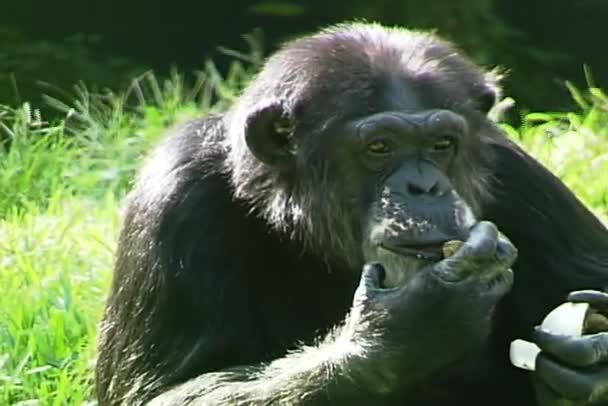 Schimpansenaffen fressen Nahrung — Stockvideo