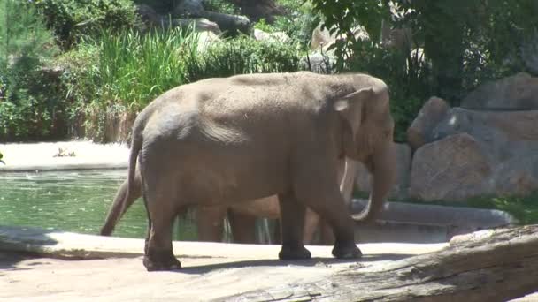 Éléphants d'Asie dans le zoo 