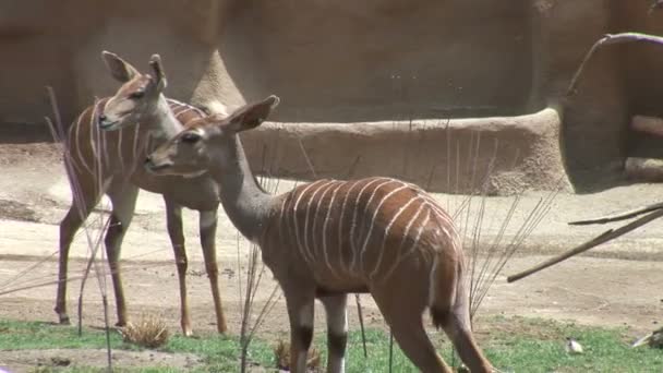 Wild Antelopes in national park — Stock Video