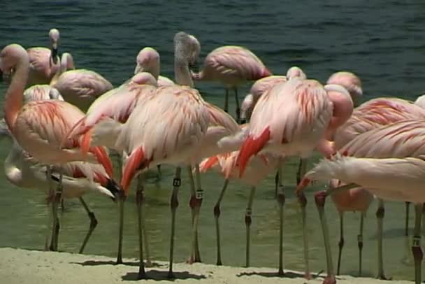 Flamencos en la costa arenosa — Vídeo de stock