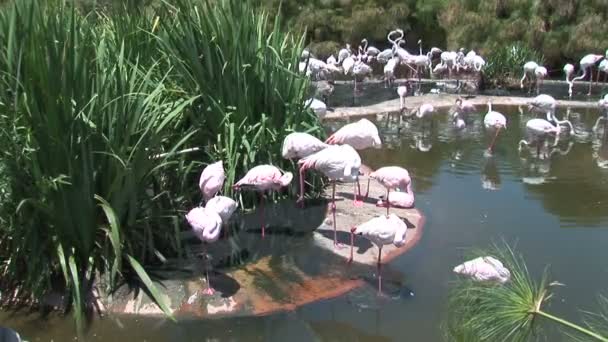 Flamencos bebiendo agua en estanque — Vídeo de stock