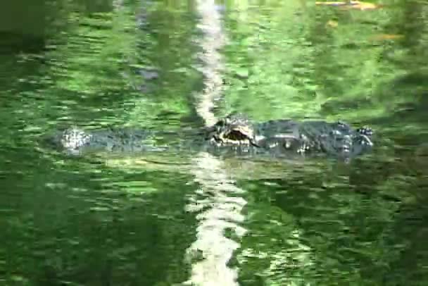 野生扬子鳄在水中游泳 — 图库视频影像