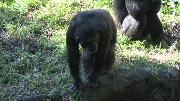 Chimpancé monos jugando — Vídeo de stock