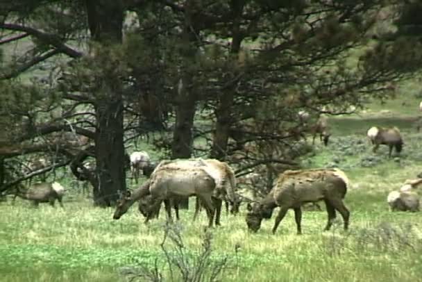 Elks Grazing en el prado verde — Vídeo de stock