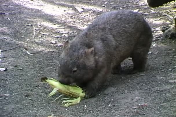 Wombat äta majs — Stockvideo