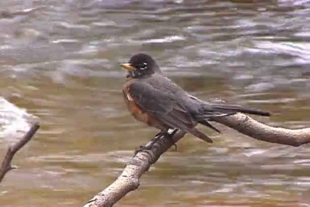 Robin sitting on branch above the water — Stock Video
