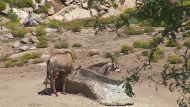 Çöl çayır üzerinde otlatma ibexes — Stok video