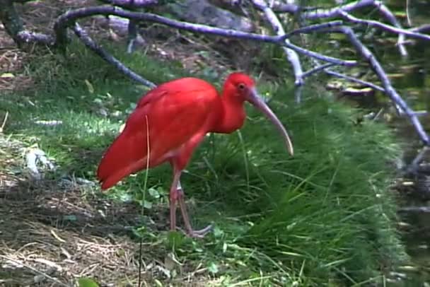 Ibis vermelho no parque nacional — Vídeo de Stock