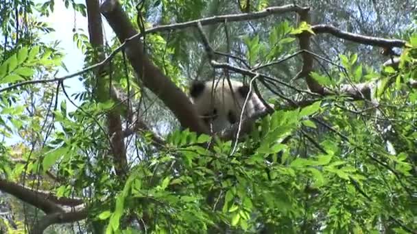 Panda acostado en una rama de árbol — Vídeo de stock