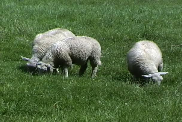 Овцы едят траву на лугу — стоковое видео