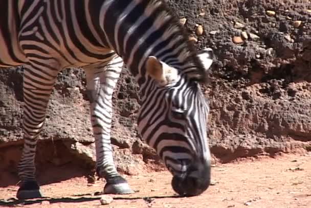 Zebra come comida no zoológico — Vídeo de Stock