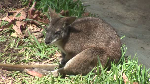 Wallabie berust in najaar veld — Stockvideo