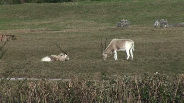Ibexes grazing on meadow and eating grass — Stock Video