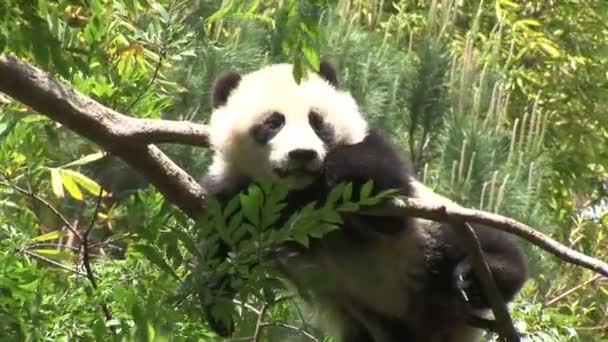 Panda lying on tree branch — Stock Video