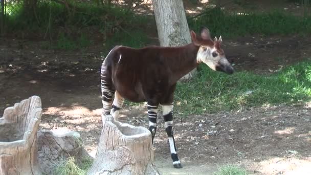 Pequeno Okapi Girafa no zoológico — Vídeo de Stock