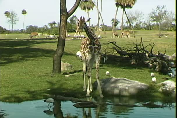 Жираф пьет воду. — стоковое видео