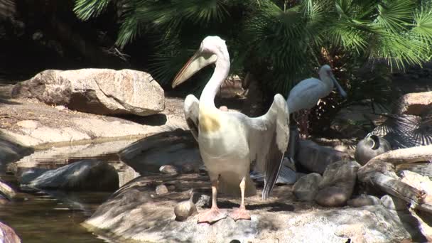 Pelícanos en la costa del lago en el zoológico — Vídeo de stock