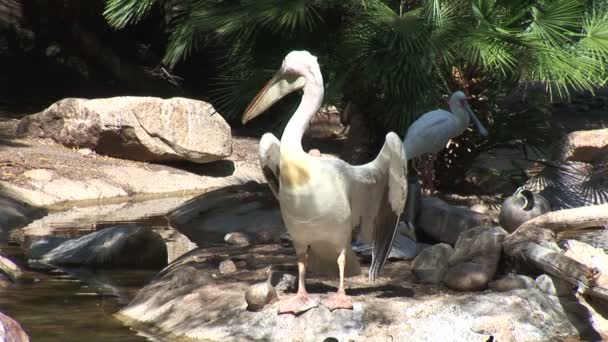 Pelikane am Seeufer im Zoo — Stockvideo