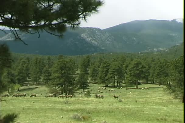 Elks Grazing on green meadow — Stock Video