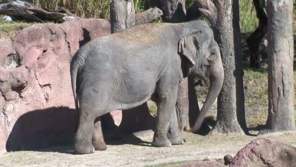 Elefante asiático en zoológico — Vídeos de Stock