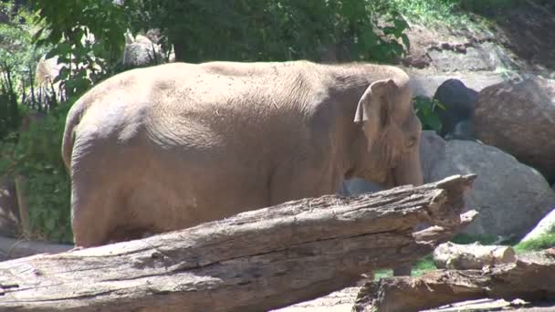Éléphant d'Asie dans le zoo 