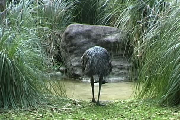 Emu drinks water in nature — Stock Video