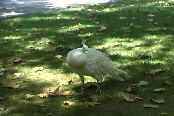 Pavão branco no parque de outono — Vídeo de Stock