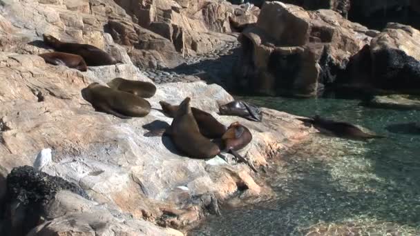 Las focas se toman el sol en la roca — Vídeo de stock