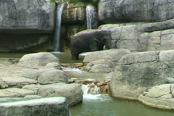 Gajah Asia di kebun binatang — Stok Video