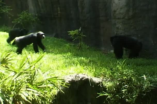 Chimpanzé macacos jogando — Vídeo de Stock