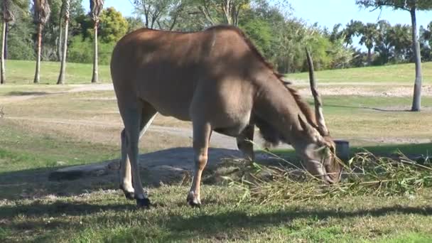Ibex eating grass — Stock Video