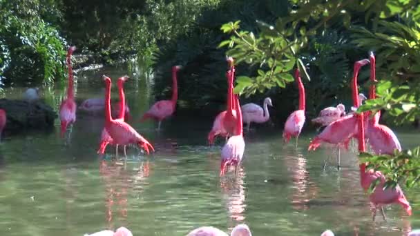 Flamants roses dans l'eau près de la côte 