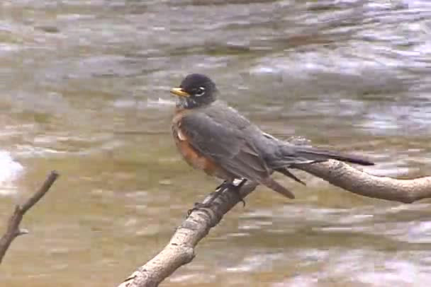 Robin sitter på gren ovanför vattnet — Stockvideo