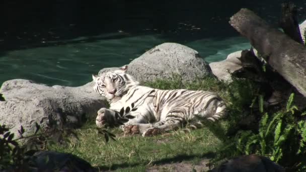 Зоопарк білий тигр спить — стокове відео