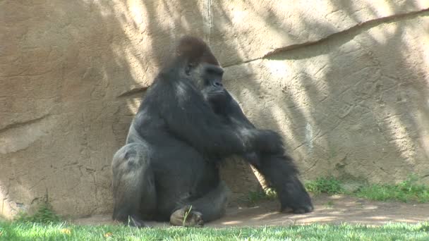 Большая обезьяна гориллы — стоковое видео