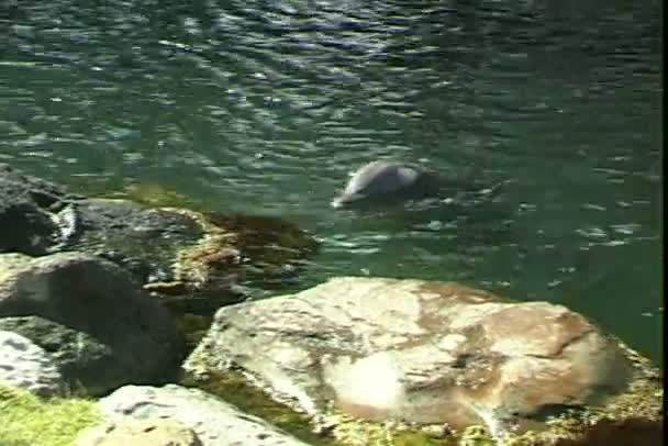 イルカは水遊び — ストック動画