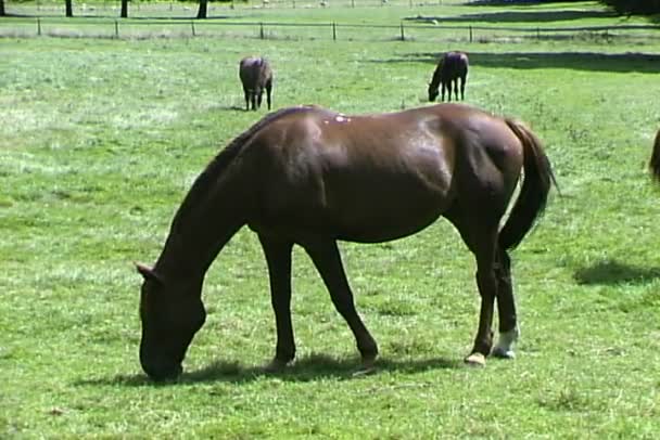 Hästar som äter gräs på äng — Stockvideo