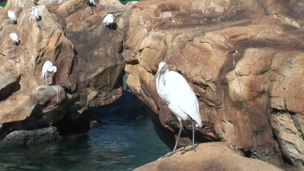 Seidenreiher sitzen auf Felsen — Stockvideo