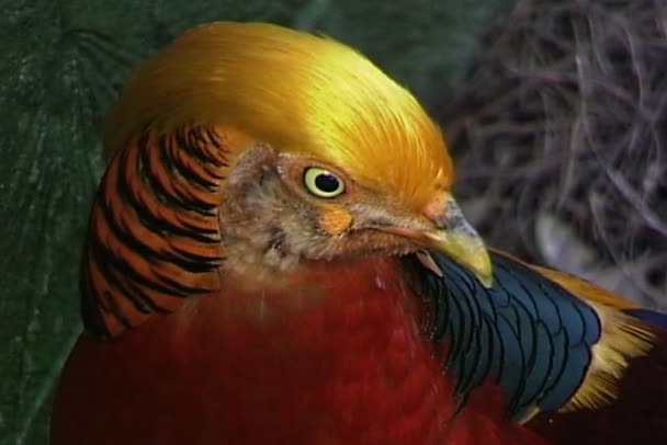 Golden Pheasant sitting on ground — Stock Video