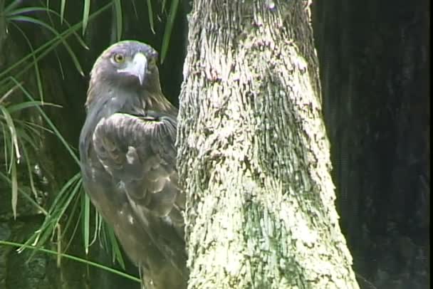 Steinadler sitzt auf Baum — Stockvideo